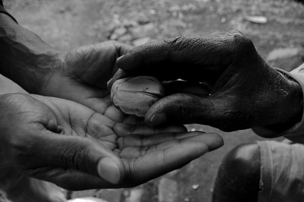 Close-up of hands offering a kola nut