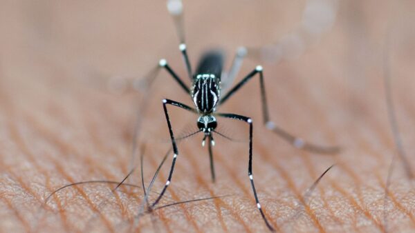A close-up of a mosquito on human skin, photographed in Kaduna