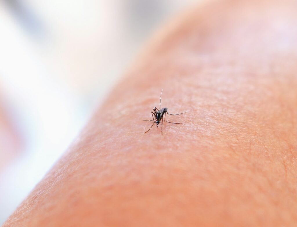 A close-up of a mosquito on a person's arm