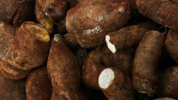 A pile of fresh yams with brown skin