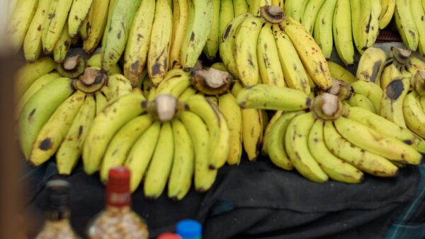 A large pile of yellow and green bananas on display at a roadside market in Benin City